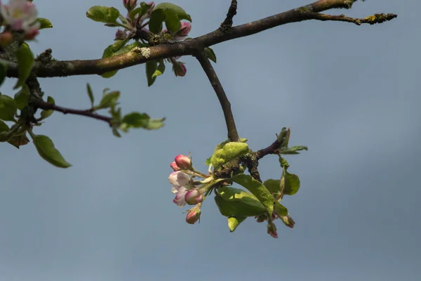 开着花的苹果树枝头上的粉红花朵. — 图库照片