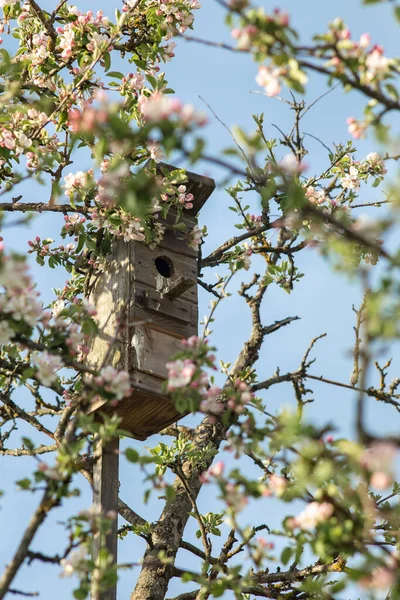 Flores cor de rosa em um ramo de uma árvore de maçã florescente . — Fotografia de Stock