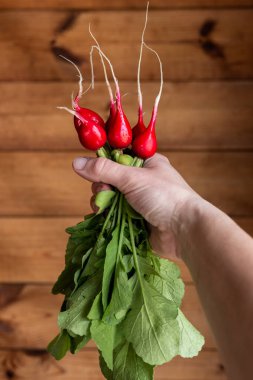 Elinde turp var. Ahşap bir duvarın arkasında yeşil yapraklı kırmızı sebze.