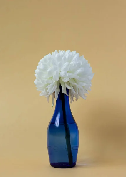 Witte chrysant in een blauwe vaas op een beige achtergrond. — Stockfoto