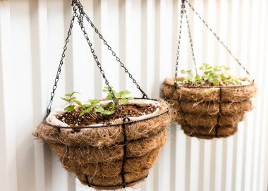 Yazlık bir evde çitlere asılmış yabani çilekli vazolar.