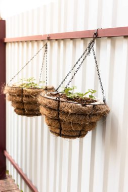 Yazlık bir evde çitlere asılmış yabani çilekli vazolar.