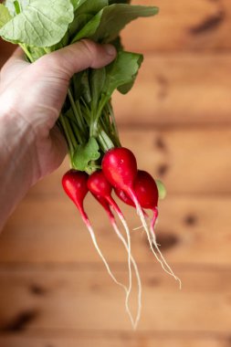 Elinde turp var. Ahşap bir duvarın arkasında yeşil yapraklı kırmızı sebze.