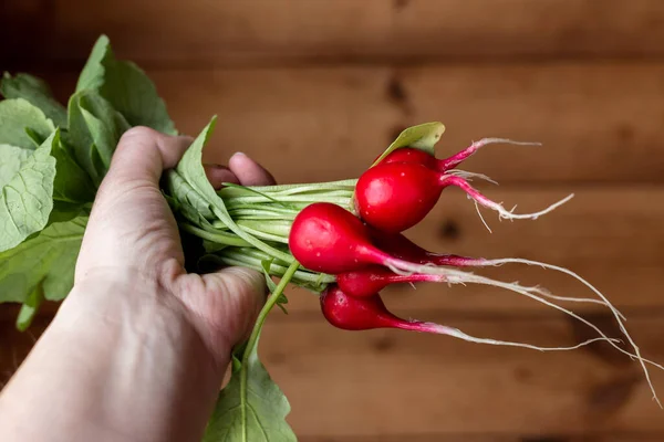 Elinde turp var. Ahşap bir duvarın arkasında yeşil yapraklı kırmızı sebze.