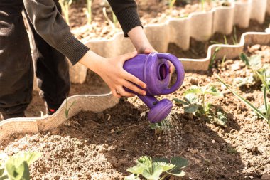 Bebek sulama tenekesiyle çiçek tarhını sulayan bir çocuk.