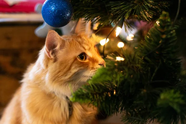 Kırmızı kedi ve Noel ağacı