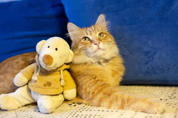 Red cat with a toy bear resting on a blue sofa