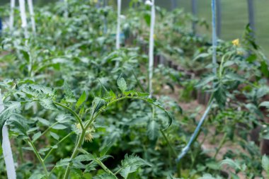 Bitkiler bir serada yetişir. Domates, salatalık ve biber..