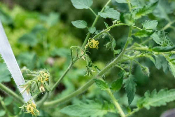 植物は温室で成長します。トマト、キュウリ、ピーマン. — ストック写真