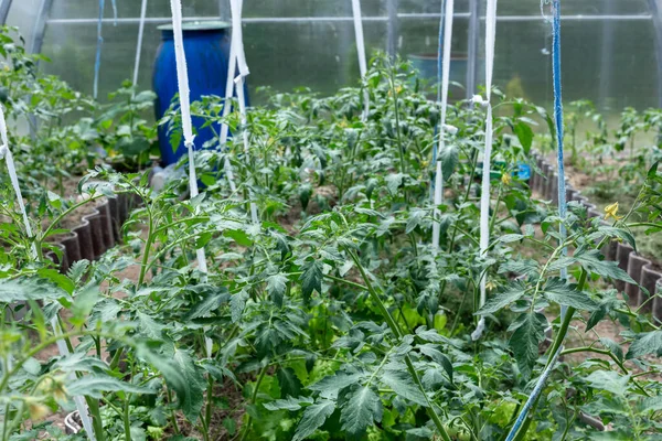 As plantas crescem em uma estufa. Tomates, pepinos e pimentos . — Fotografia de Stock