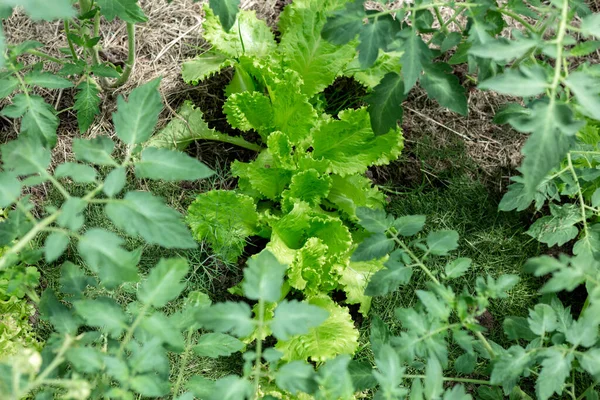 Bitkiler bir serada yetişir. Domates, salatalık ve biber.. — Stok fotoğraf