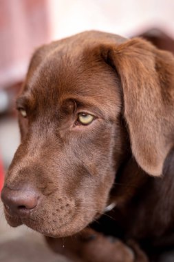 Bir köpek portresi. Kahverengi labrador çikolatası, nadir bir renk..