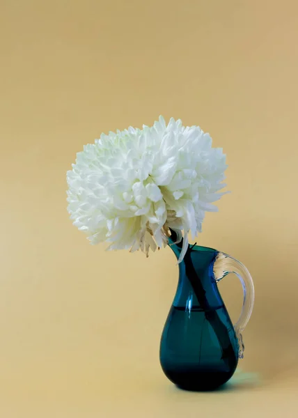 Bílá chryzantéma v modré váze na béžovém pozadí. — Stock fotografie
