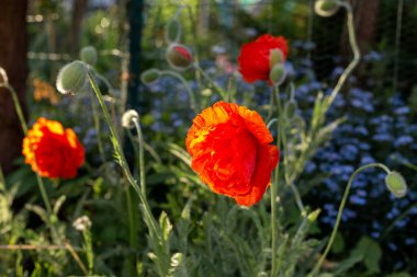 Kırmızı haşhaş. Arkaplanda 
