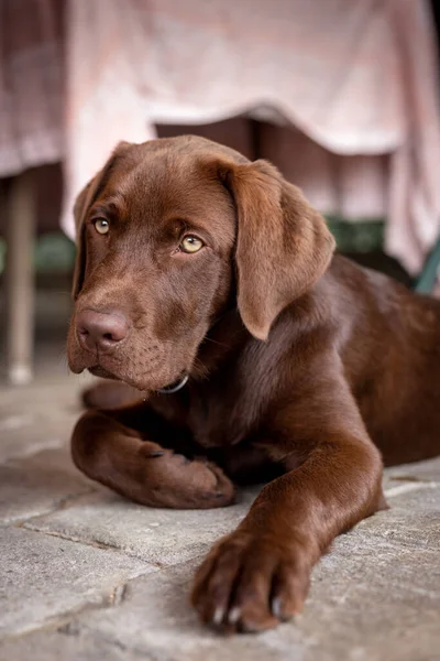 Kahverengi labrador köpeği. Çikolatalı köpek..