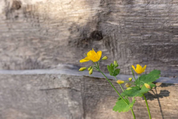 Gele wilde bloemen op houten ondergrond — Stockfoto