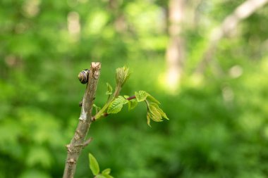 Ormandaki bir ağaç dalında salyangoz