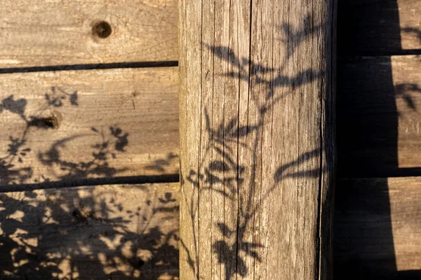 Shadows of plants on a wooden wall. Wood background. — Stock Photo, Image