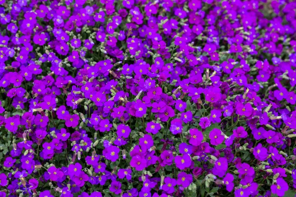 Background of small purple flowers — Stock Photo, Image