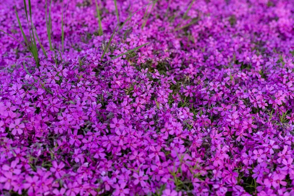 Achtergrond van kleine paarse bloemen — Stockfoto