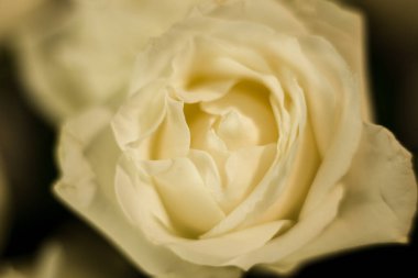 Beyaz ve gri arkaplanda beyaz güller