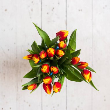 Açık arkaplanda güzel laleler 