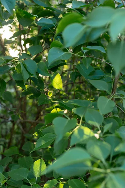 Гілка фіолетового оленя з зеленим листям — стокове фото