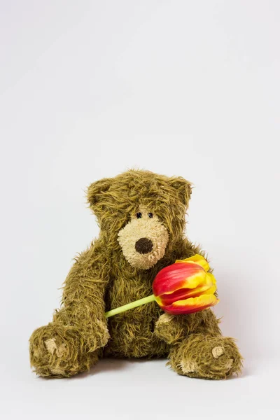 Zabawka słodkie miś z żywym kwiatem w jego łapach — Zdjęcie stockowe