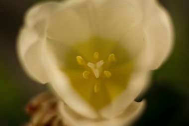 Farklı çiçekler makro, arkaplan, duvar kağıdı 