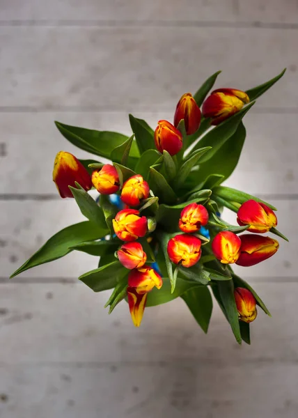 Hermosos tulipanes tseti sobre un fondo claro —  Fotos de Stock