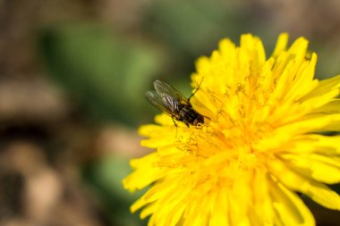 Sarı bir karahindiba üzerinde bir sinek. Makro çekim.