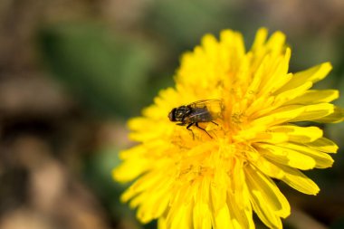 Sarı bir karahindiba üzerinde bir sinek. Makro çekim.