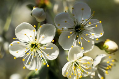 Elma ağacında beyaz çiçekler. Çiçek açma zamanı. Makro fotoğraf.