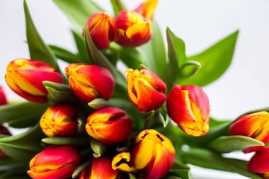 Güzel laleler ve güller açık arkaplanda