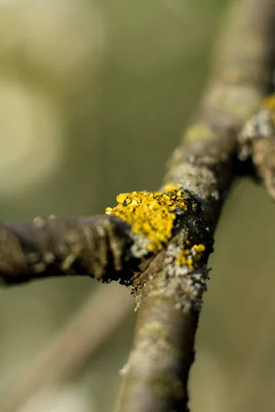 Spadlá větev z nakaženého stromu — Stock fotografie