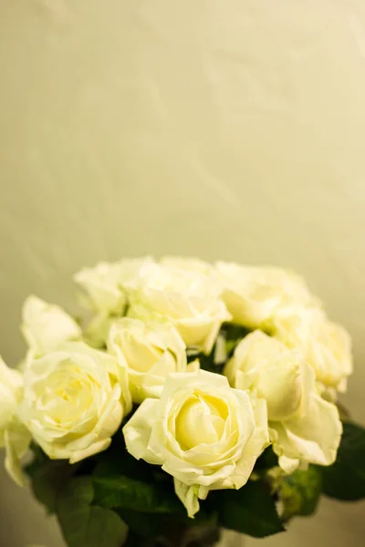 Roses blanches sur fond blanc et gris — Photo