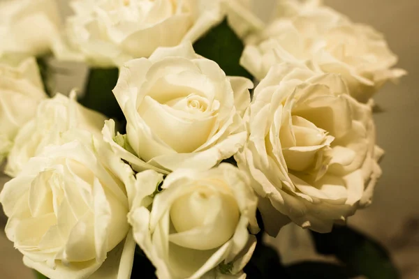Roses blanches sur fond blanc et gris — Photo