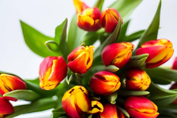 Schöne Tseti-Tulpen und Rosen auf hellem Hintergrund — Stockfoto