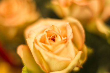  Sarı gül makro çekim