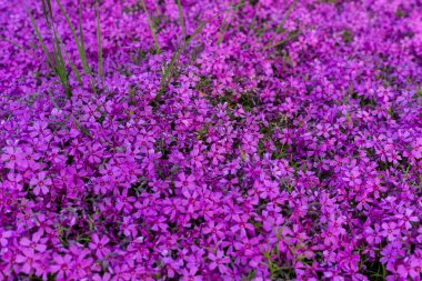 Küçük mor çiçeklerin arka planı