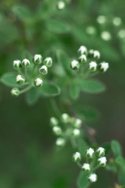 Plantas suculentas verdes e folhas macro tiro — Fotografia de Stock