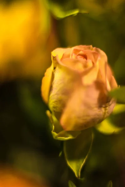 Sarı gül makro çekim — Stok fotoğraf