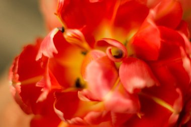 Farklı çiçekler makro, arkaplan, duvar kağıdı 