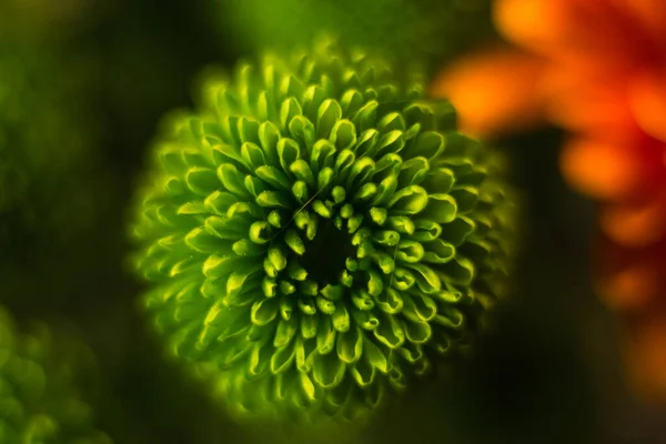 Flores diferentes macro, fondo, fondo de pantalla — Foto de Stock