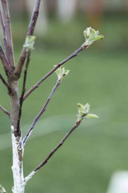 Çiçek açan yaprakları olan genç bir ağacın dalına. 