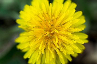 Sarı karahindiba. Yaz çiçeği. Macto çekimi.