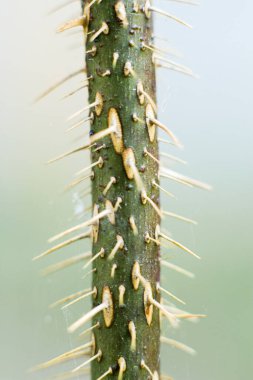Keskin iğneli yeşil dikey dal.