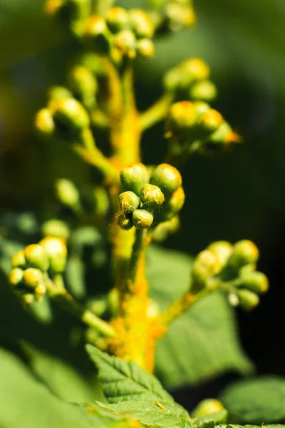 緑多肉植物と葉のマクロショット — ストック写真