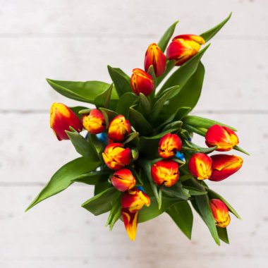 Açık arkaplanda güzel laleler 