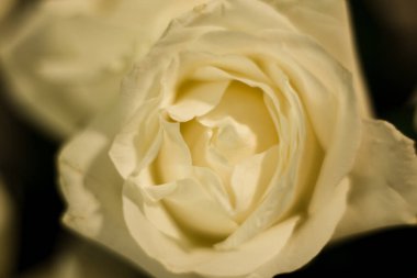 Beyaz ve gri arkaplanda beyaz güller